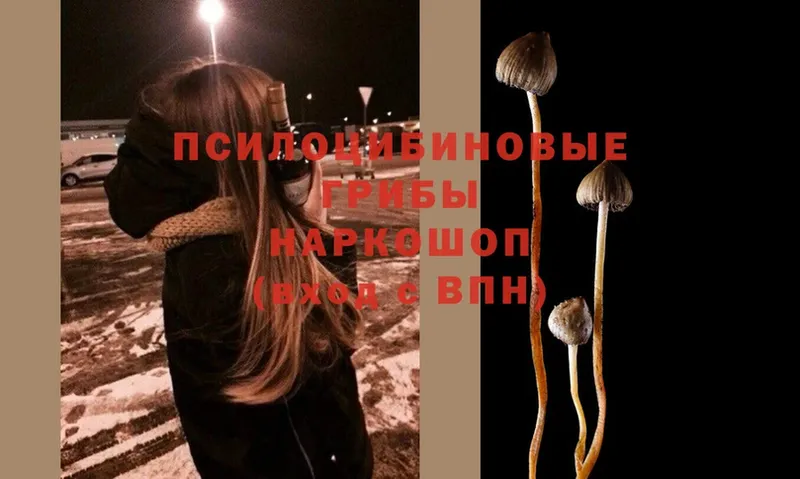 Галлюциногенные грибы мухоморы купить наркотик Владивосток